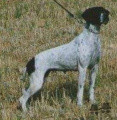 Pedigree DANA DE LA PALMOSA Pedigree DANA DE LA PALMOSA